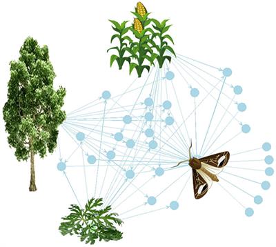 Insect Odorscapes: From Plant Volatiles to Natural Olfactory Scenes